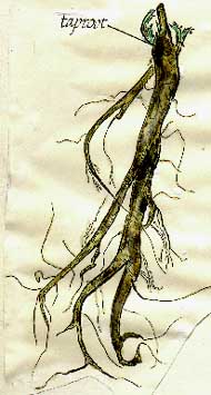 Dandelion%20Root.jpg (17113 bytes)